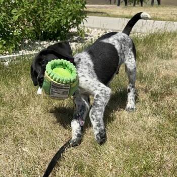 Bodhi -  Mixed Breed Dog Available for Adoption in Janesville, Wisconsin - Bodhi | PetCurious