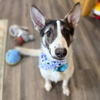 Shepherd and Husky Dogs Available for Adoption in Friendswood, Texas - Hazel The Heart Melter | PetCurious