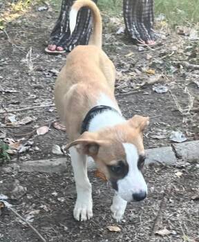 Rescue Mixed Breed and Shepherd Dogs for Adoption in Edgecliff Village, Texas - BINX | PetCurious