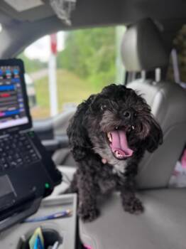 Maltese Dogs Available for Adoption in Disputanta, Virginia - Sunshine | PetCurious