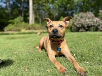 Sabribi -  Mixed Breed Dog Available for Adoption in Chamblee, Georgia - Sabribi | PetCurious