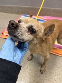 BRACKEN -  Chihuahua and Mixed Breed Dog for Adoption in Las Vegas, Nevada - BRACKEN | PetCurious