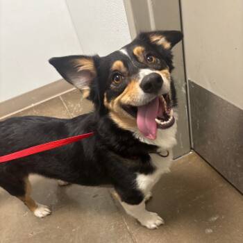 Rescue Cardigan Welsh Corgi Dogs for Adoption in Tulsa, Oklahoma - Spur | PetCurious