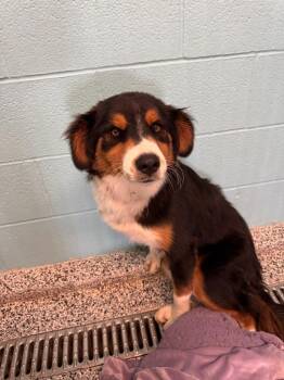 Peaches -  Australian Shepherd and Border Collie Dog for Adoption in Little Elm, Texas - Peaches | PetCurious