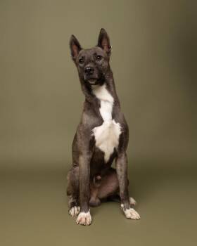 Odin -  American Staffordshire Terrier and Husky Dog for Adoption in Rockport, Texas - Odin | PetCurious