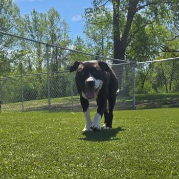 Pit Bull Terrier and American Bulldog Dogs Available for Adoption in Boonville, Missouri - OREO | PetCurious