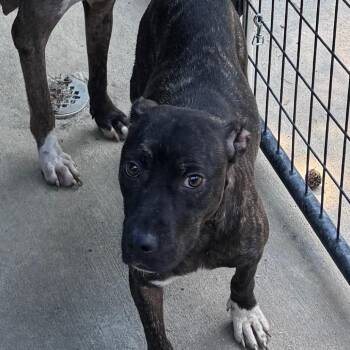 Moon -  Mixed Breed Dog for Adoption in Columbus, North Carolina - Moon | PetCurious