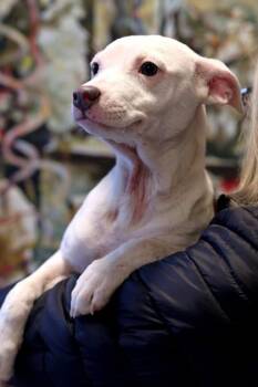 Mixed Breed Dogs Available for Adoption - Faith | PetCurious