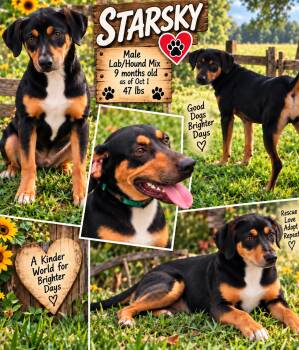 STARSKY -  Labrador Retriever and Beagle Dog for Adoption in Jackson, Tennessee - STARSKY | PetCurious
