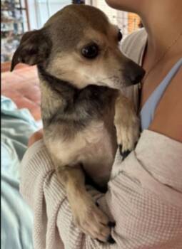 Rescue Chihuahua and Dachshund Dogs for Adoption in Thompson Falls, Montana - Buddy | PetCurious