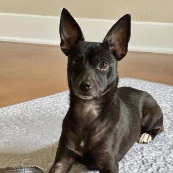 Honeybun -  Chihuahua and Mixed Breed Dog for Adoption in Las Vegas, Nevada - Honeybun | PetCurious