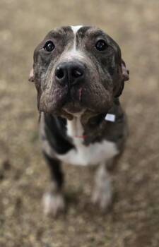 Terrier Dogs Available for Adoption in Mineral Point, Wisconsin - Rex | PetCurious