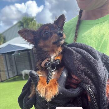 Chihuahua Dogs Available for Adoption in Tampa, Florida - Stars | PetCurious