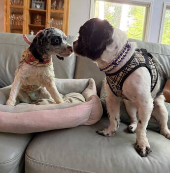 Esme Cullen -  Shih Tzu Dog for Adoption in Milton, Georgia - Esme Cullen | PetCurious