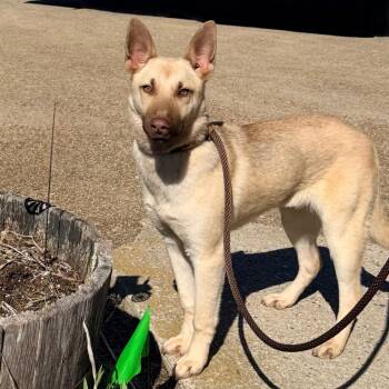 Shepherd and Husky Dogs Available for Adoption in Stormville, New York - CT Roxane | PetCurious