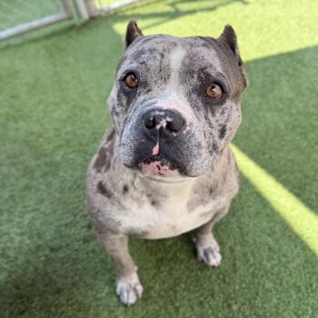 Madea -  English Bulldog and Mixed Breed Dog for Adoption in Long Beach, California - Madea | PetCurious