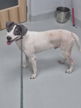 Vc-2 -  Labrador Retriever Dog for Adoption in Lawrenceville, Georgia - Vc-2 | PetCurious