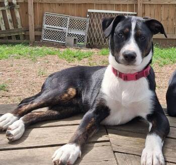 Australian Shepherd Dogs Available for Adoption in Cuyahoga Falls, Ohio - Baby Jason | PetCurious