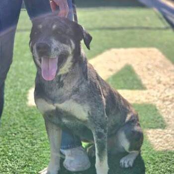 Rodeo -  Catahoula Leopard Dog Dog for Adoption in Abilene, Texas - Rodeo | PetCurious