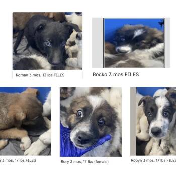 Australian Cattle Dog Blue Heeler Dogs Available for Adoption in Parker, Colorado - 475 (2026) Robyn | PetCurious