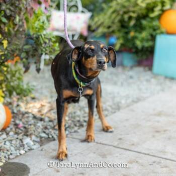 Parfait -  Hound Dog for Adoption in Wake Forest, North Carolina - Parfait | PetCurious
