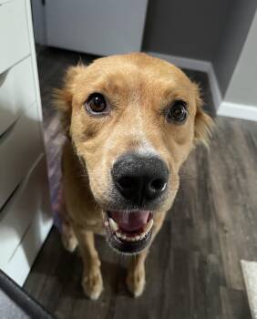 Golden Retriever and Husky Dogs Available for Adoption in Columbia, Missouri - Jaxx | PetCurious