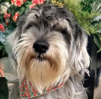 Rescue Schnauzer and Mixed Breed Dogs for Adoption in Lemoore, California - Indie | PetCurious