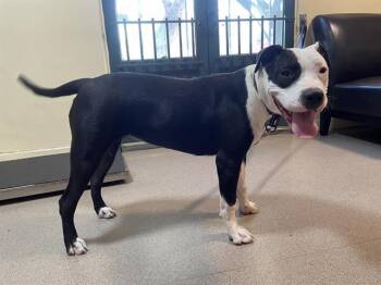 Pit Bull Terrier and Mixed Breed Dogs Available for Adoption - A527434 | PetCurious
