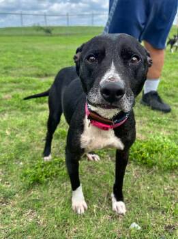 Kiva -  Mixed Breed Dog for Adoption in Scott, Louisiana - Kiva | PetCurious