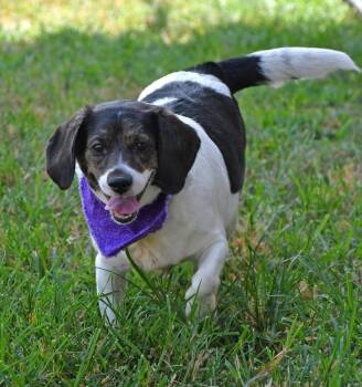 Trudy #A-143000 -  Beagle Dog for Adoption in Silsbee, Texas - Trudy #A-143000 | PetCurious