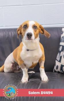 Salem -  Mixed Breed Dog for Adoption in Mobile, Alabama - Salem | PetCurious