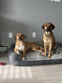 Brie & Dakota -  Labrador Retriever and Shepherd Dog for Adoption in Pflugerville, Texas - Brie & Dakota | PetCurious
