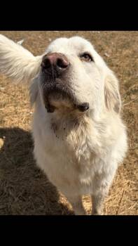 Yukon -  Great Pyrenees Dog for Adoption - Yukon | PetCurious