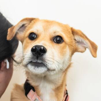 Mixed Breed Dogs Available for Adoption in Middletown, Rhode Island - Tyler | PetCurious