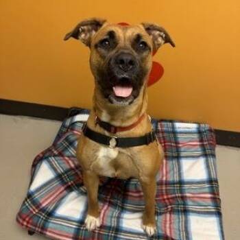 Tinkerbell -  Presa Canario Dog Available for Adoption in Bellingham, Washington - Tinkerbell | PetCurious
