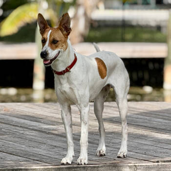 Rescue Shepherd Dogs for Adoption in Fort Lauderdale, Florida - Sweetheart Valentine | PetCurious