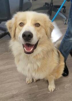Great Pyrenees Dogs Available for Adoption in St. Peters, Missouri - SAMSON | PetCurious
