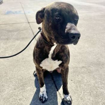 Rescue Pit Bull Terrier and Mixed Breed Dogs for Adoption in Turlock, California - Rocky Road | PetCurious