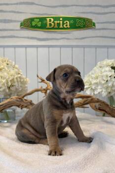 Mixed Breed Dogs Available for Adoption - Bria | PetCurious