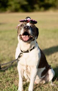 Rescue Pit Bull Terrier and Cattle Dog Dogs for Adoption in Mooresville, North Carolina - Ernie | PetCurious