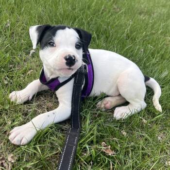 Pit Bull Terrier Dogs Available for Adoption in Wadena, Minnesota - Domino | PetCurious