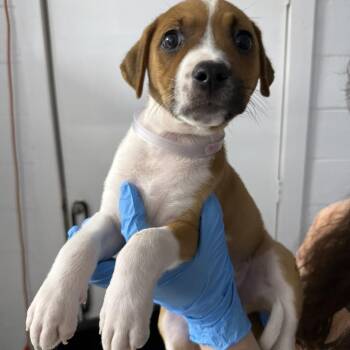 Empathetic -  American Foxhound and Mixed Breed Dog for Adoption in Hattiesburg, Mississippi - Empathetic | PetCurious