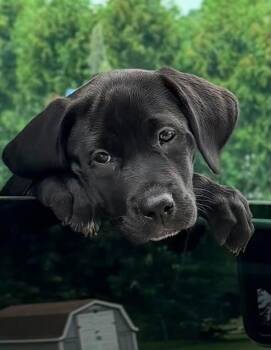 Tracy the Lab Mix Puppy -  Labrador Retriever and Black Mouth Cur Dog for Adoption in Muskego, Wisconsin - Tracy The Lab Mix Puppy | PetCurious