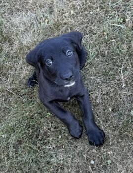 Sirius -  Labrador Retriever and Terrier Dog for Adoption in Duluth, Minnesota - Sirius | PetCurious