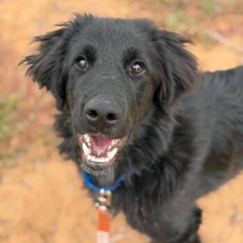 Tucker -  Labrador Retriever and Border Collie Dog for Adoption in Kanab, Utah - Tucker | PetCurious
