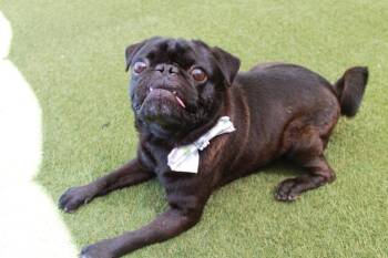 Pug Dogs Available for Adoption in Gardena, California - Mazi | PetCurious