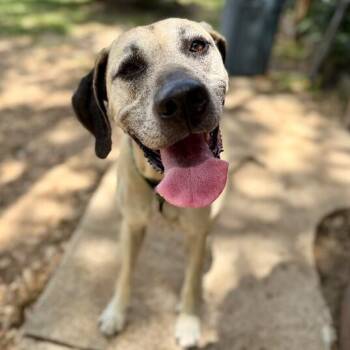 Sally Front Porch Breeze -  Anatolian Shepherd and Great Dane Dog for Adoption in Friendswood, Texas - Sally Front Porch Breeze | PetCurious