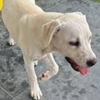 Whitey -  Labrador Retriever Dog for Adoption in Calverton, New York - Whitey | PetCurious