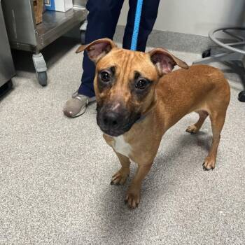 Mixed Breed Dogs Available for Adoption - Quinn | PetCurious