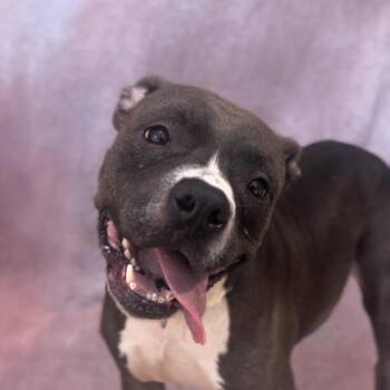 Rescue American Staffordshire Terrier Dogs for Adoption in Houston, Texas - Dolly | PetCurious